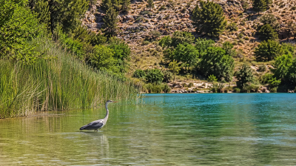 Observación de aves en las Lagunas de Ruidera
